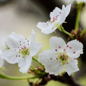 苍井空亚洲精品AA片在线播放
